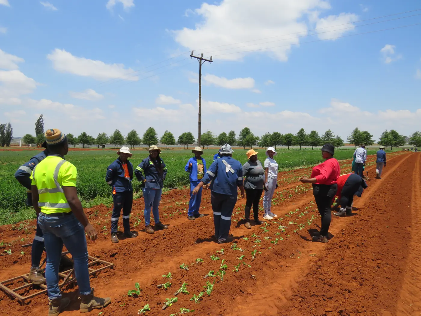 A group of farmers standing in a field of young crops, illustrative image