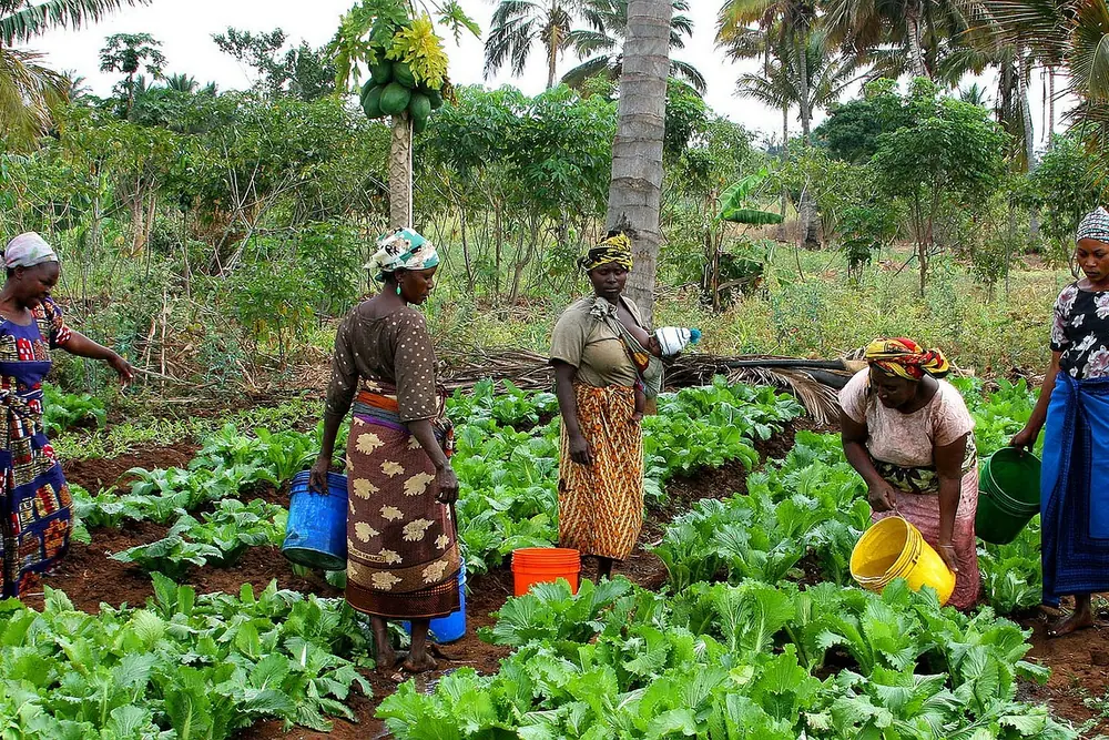 Women working together in a vegetable garden, illustrative image