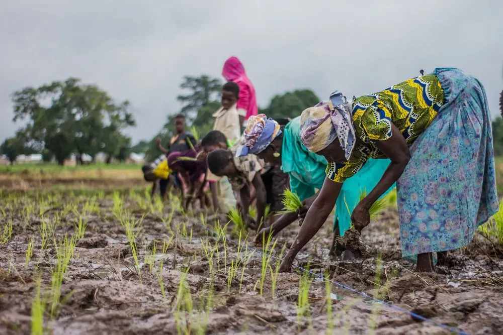 Farmers planting seedlings by hand in a wet field, illustrative image